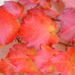 Feuilles_dautomne_2